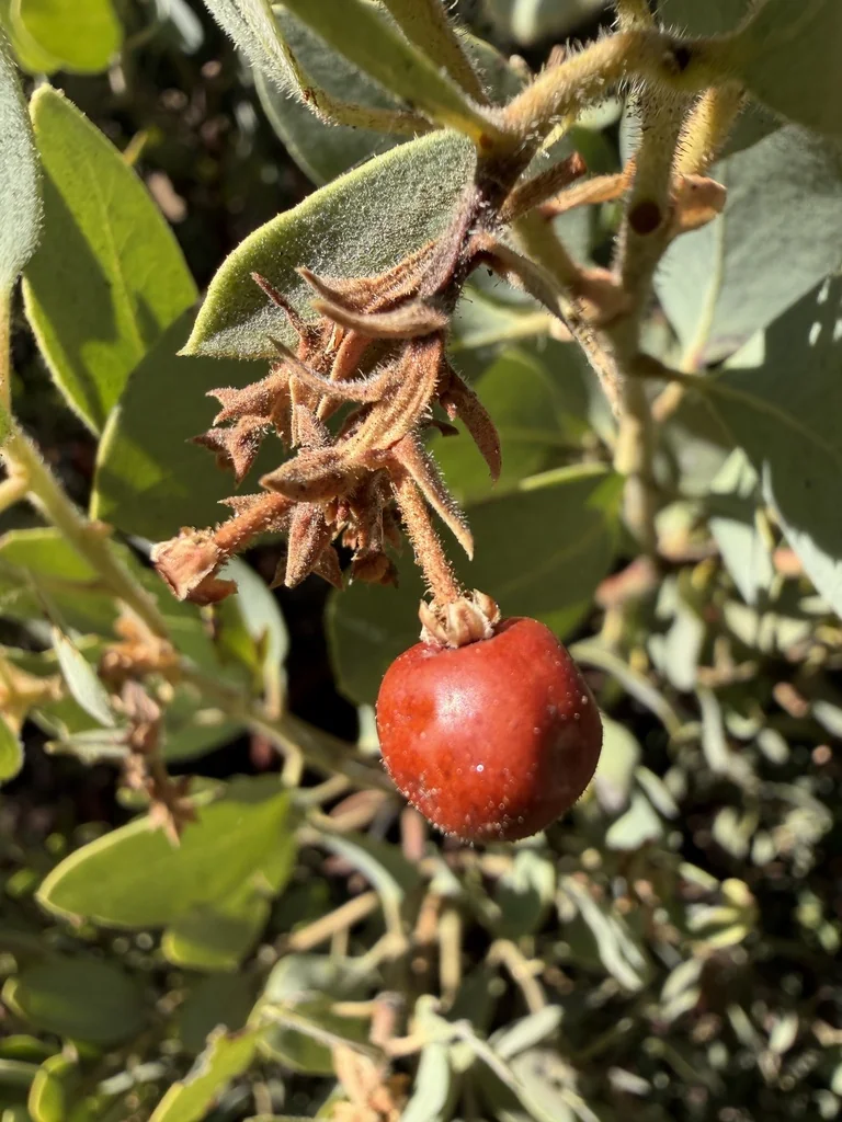Arctostaphylos Glandulosa