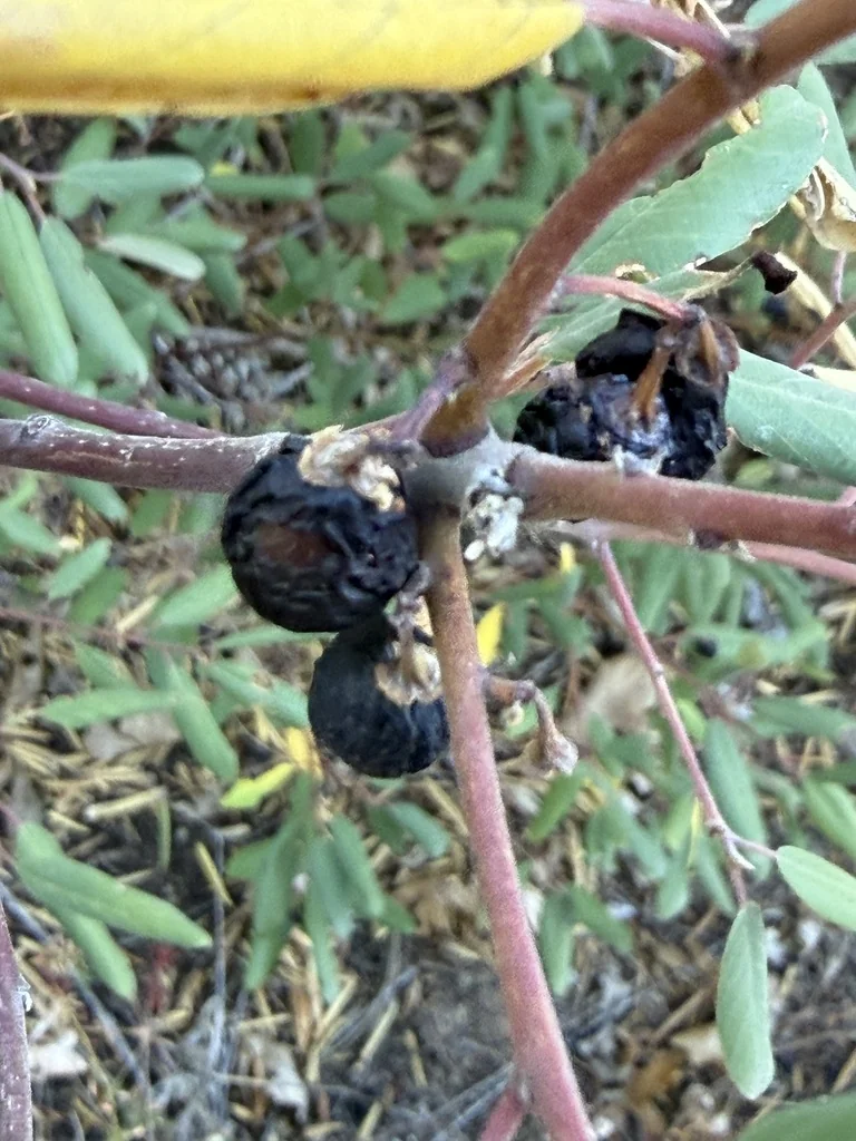 Frangula Californica