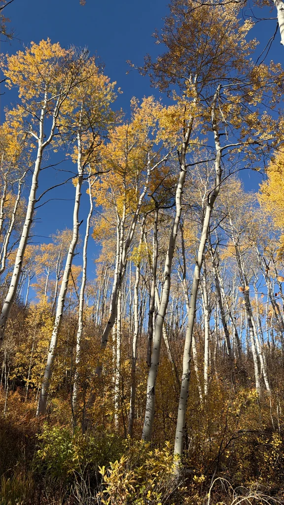 Populus Tremuloides