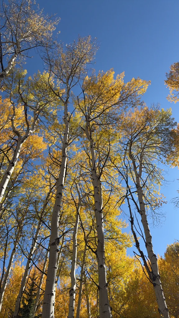 Populus Tremuloides