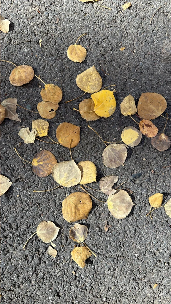 Populus Tremuloides