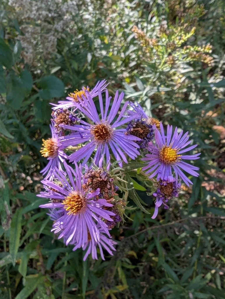 Aster Novae-Angliae