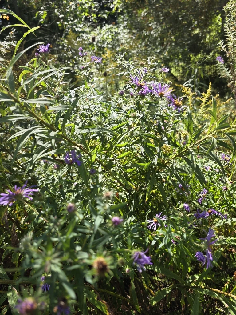 Aster Novae-Angliae