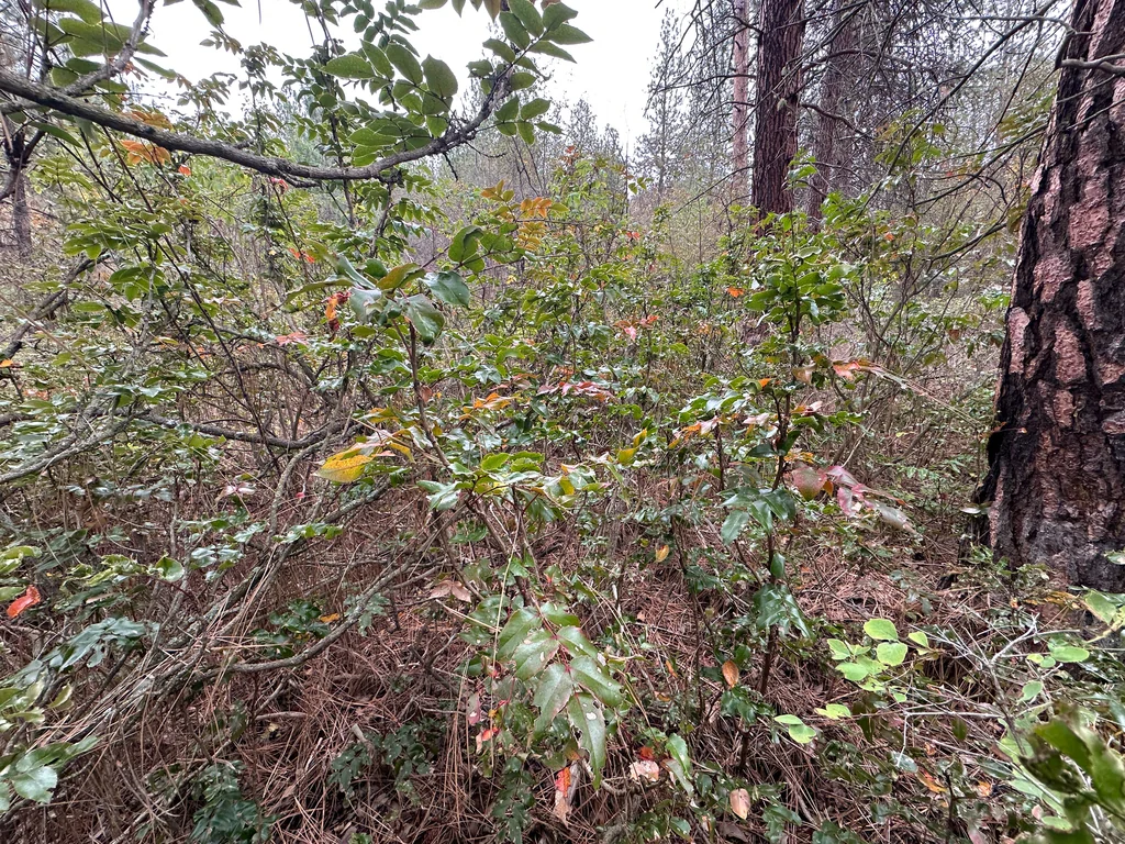 Mahonia Aquifolium
