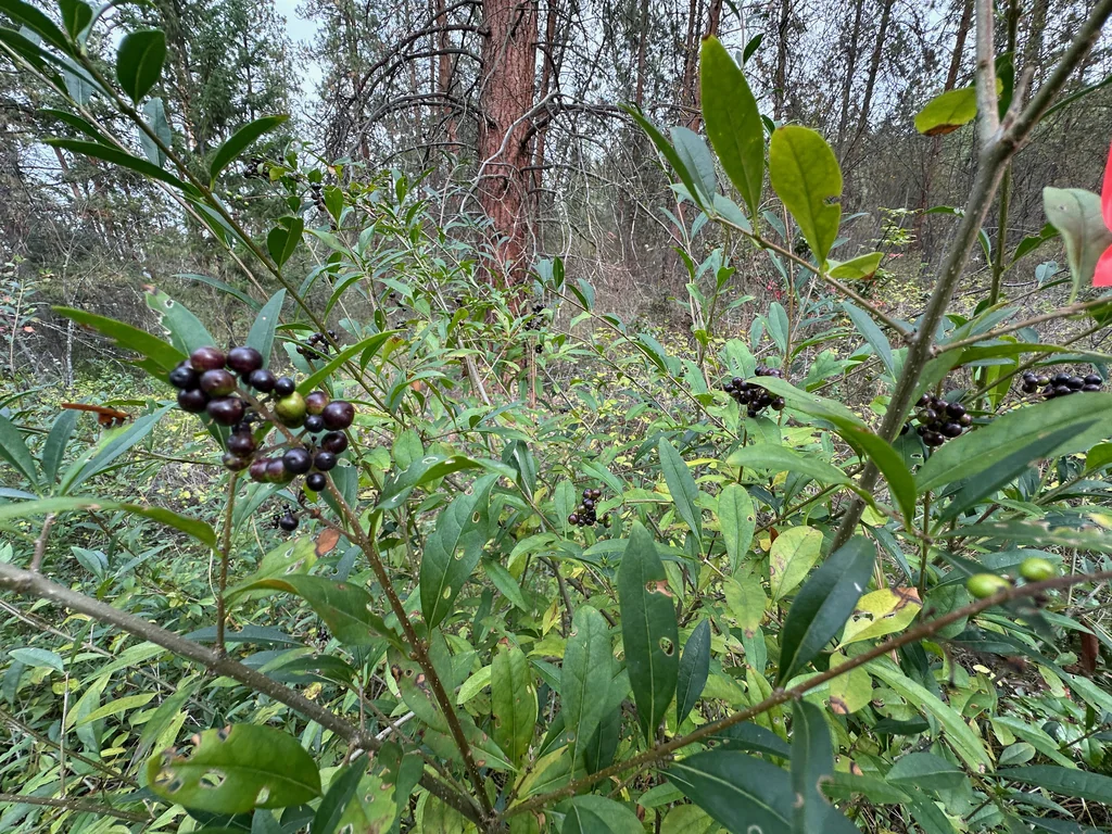 Ligustrum Vulgare