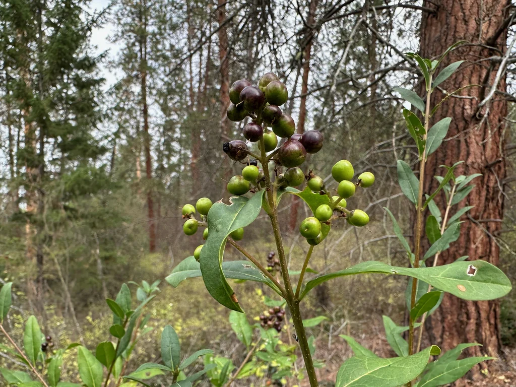 Ligustrum Vulgare