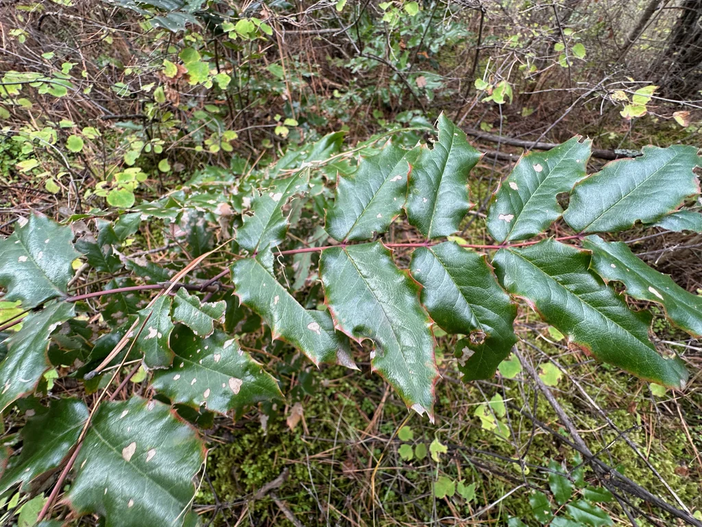 Mahonia Aquifolium