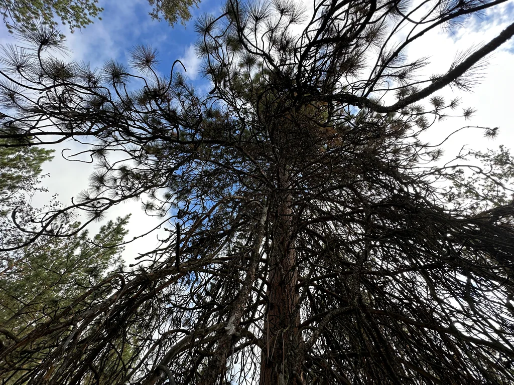 Pinus Ponderosa
