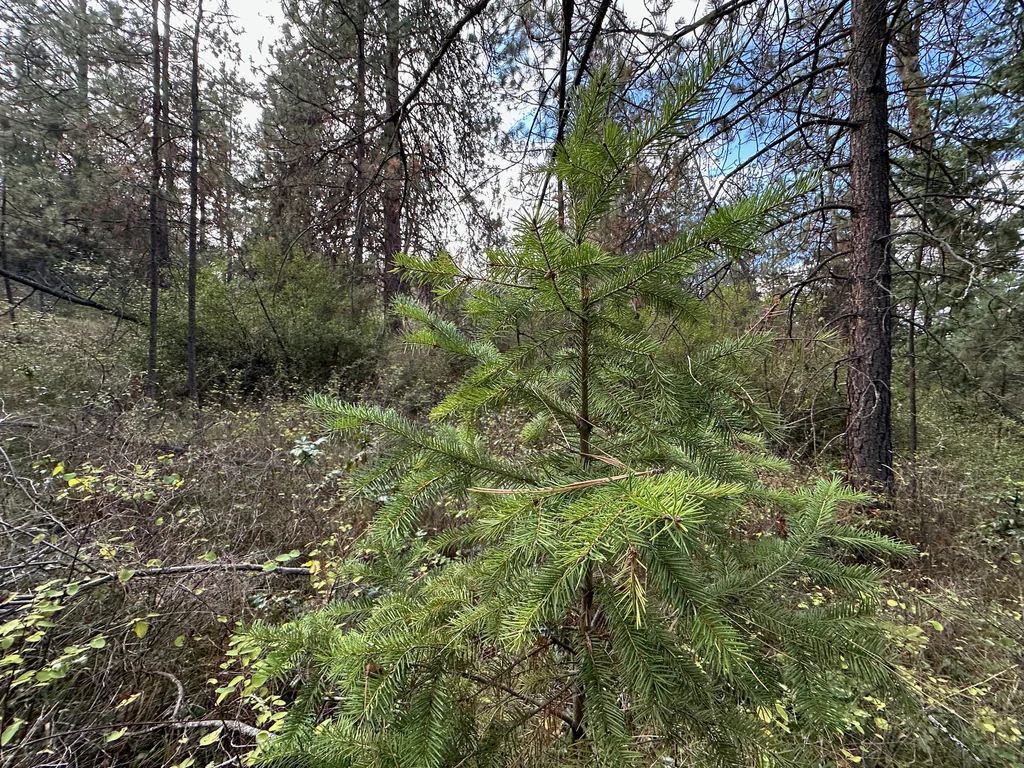 Pseudotsuga Menziesii