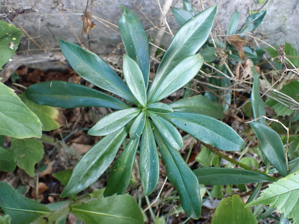 Daphne Laureola
