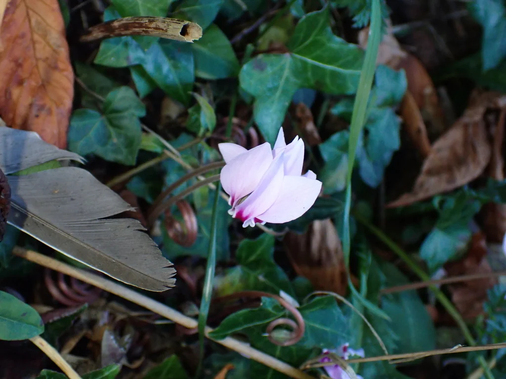 Cyclamen Hederifolium
