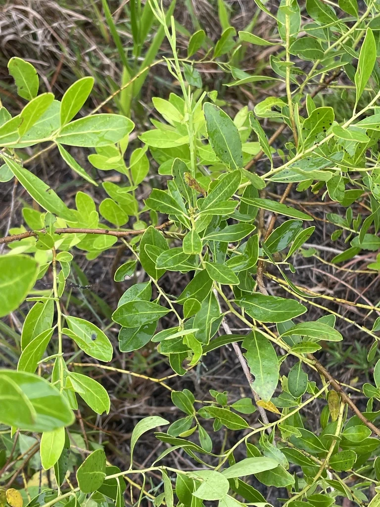 Ilex glabra