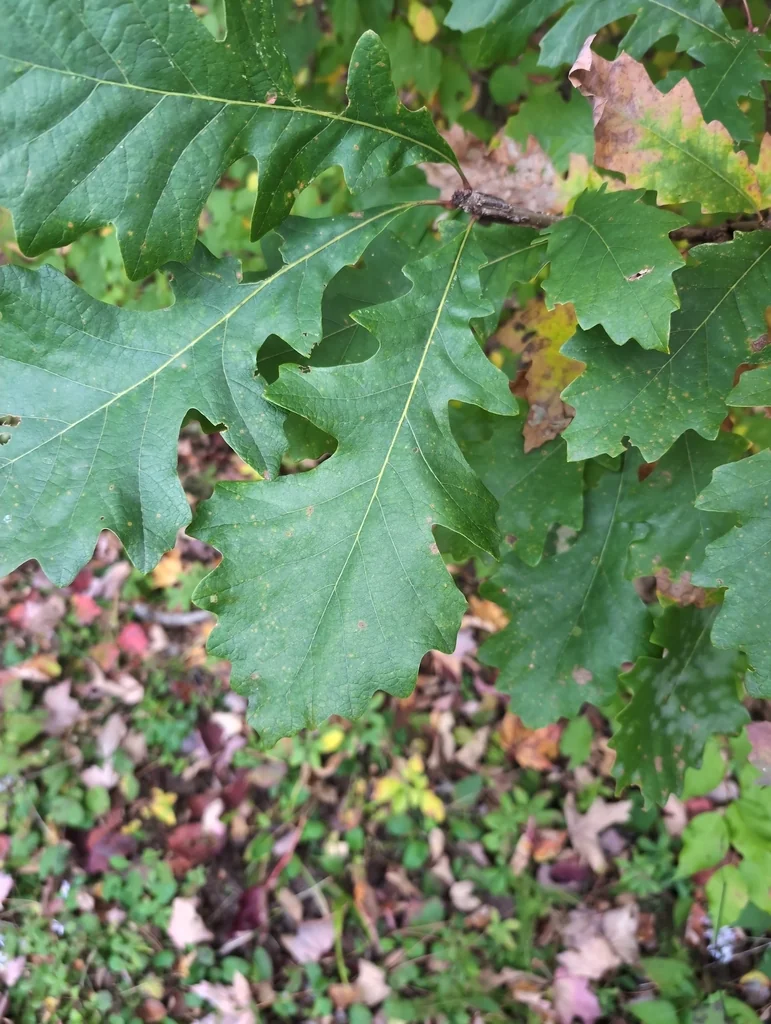 Quercus Lyrata