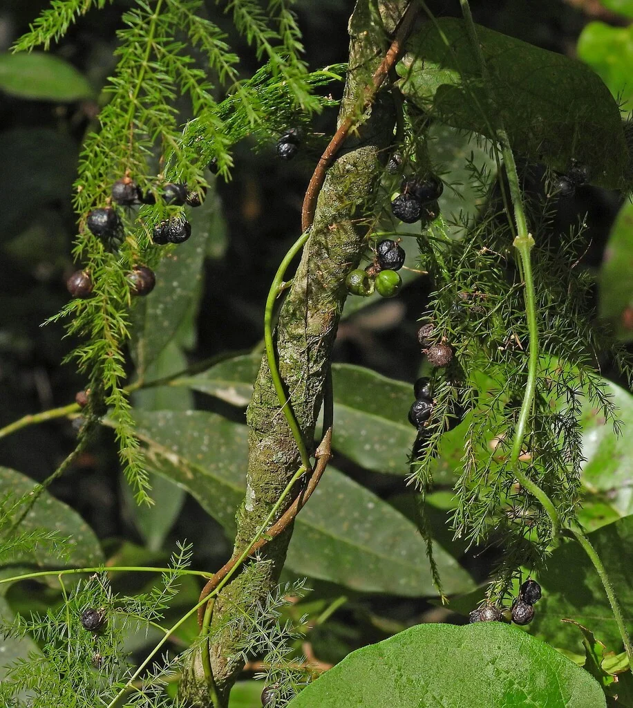 Asparagus Setaceus