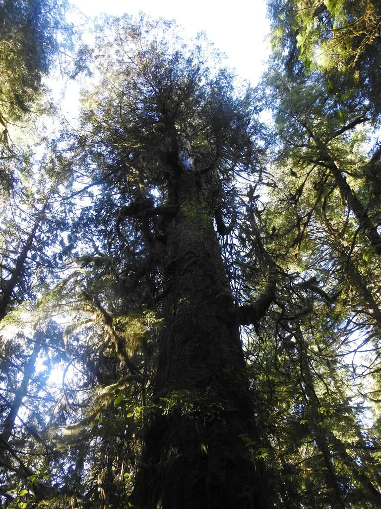 Thuja Plicata