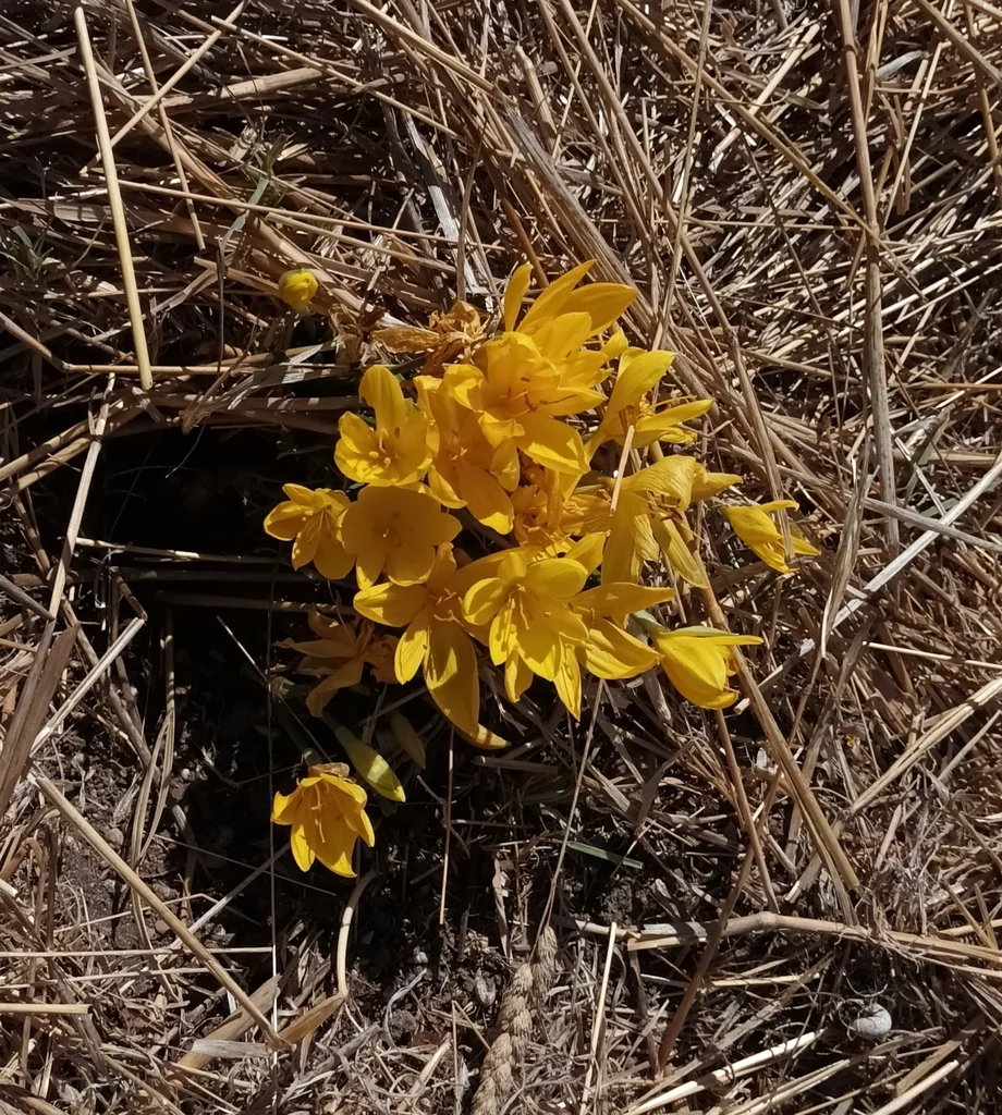 Sternbergia lutea