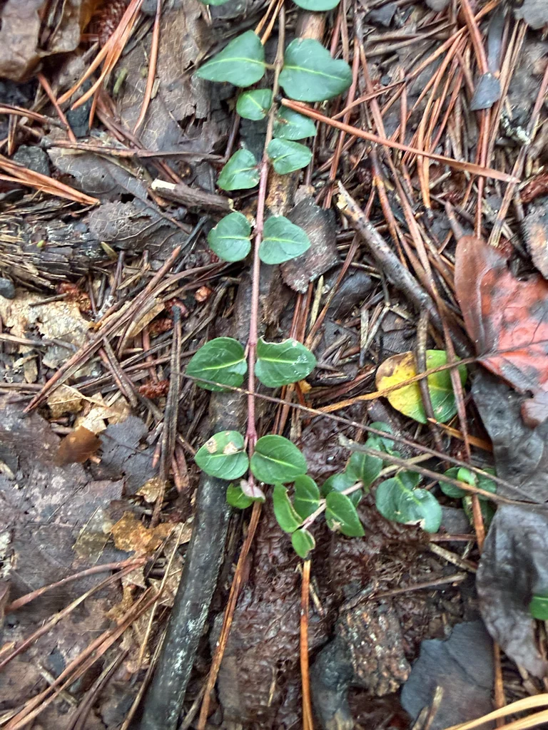 Mitchella Repens