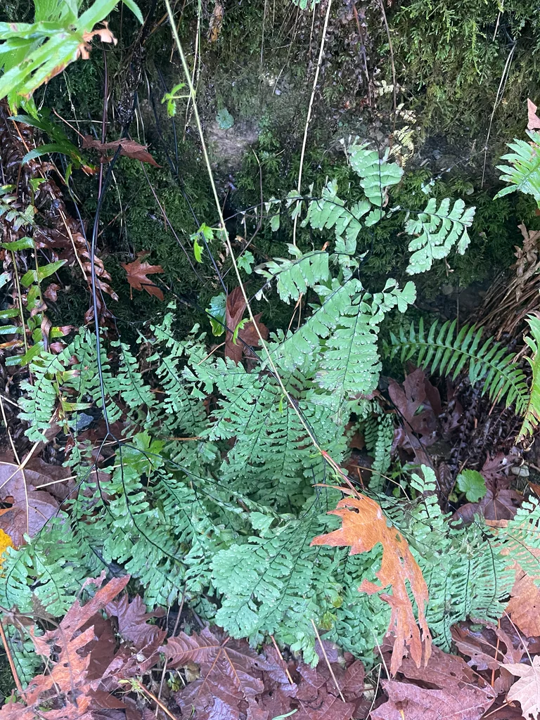Adiantum Aleuticum