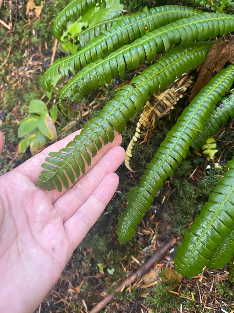 Blechnum Spicant