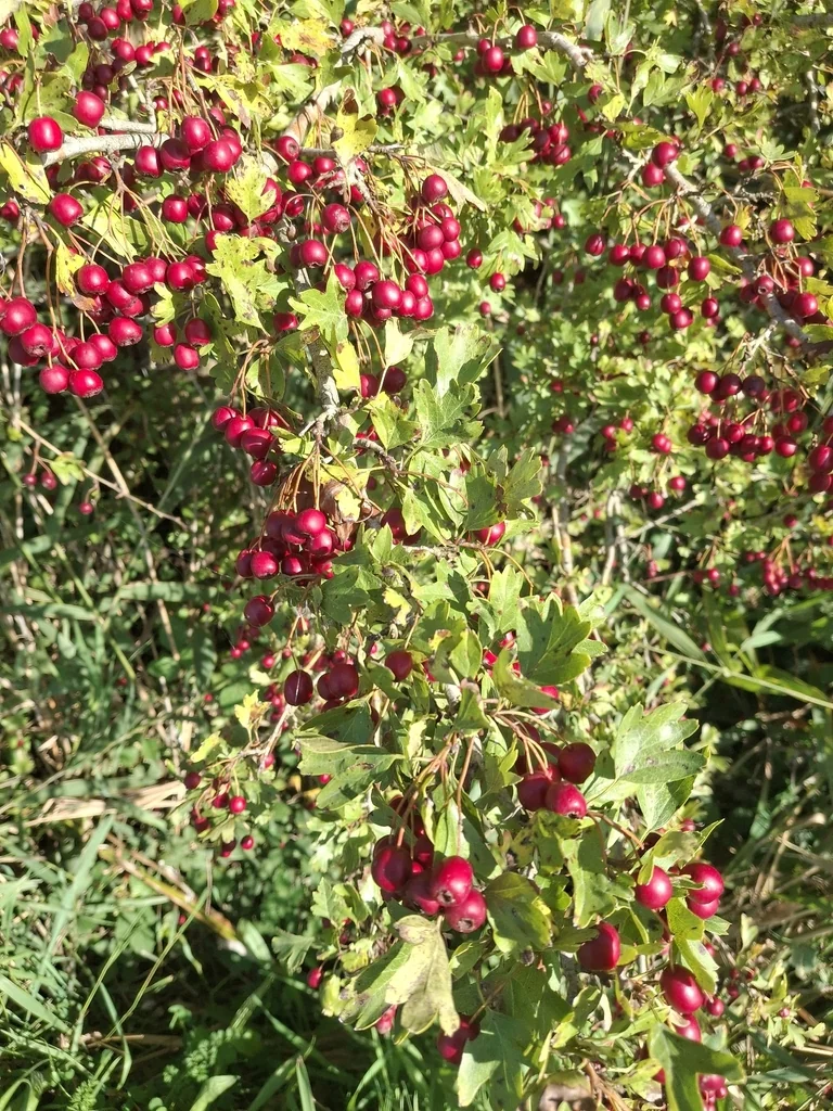Crataegus Monogyna
