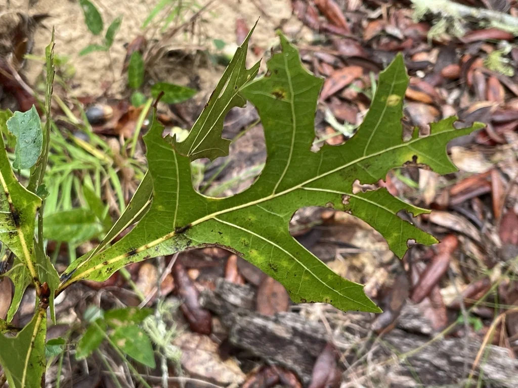 Quercus Marilandica