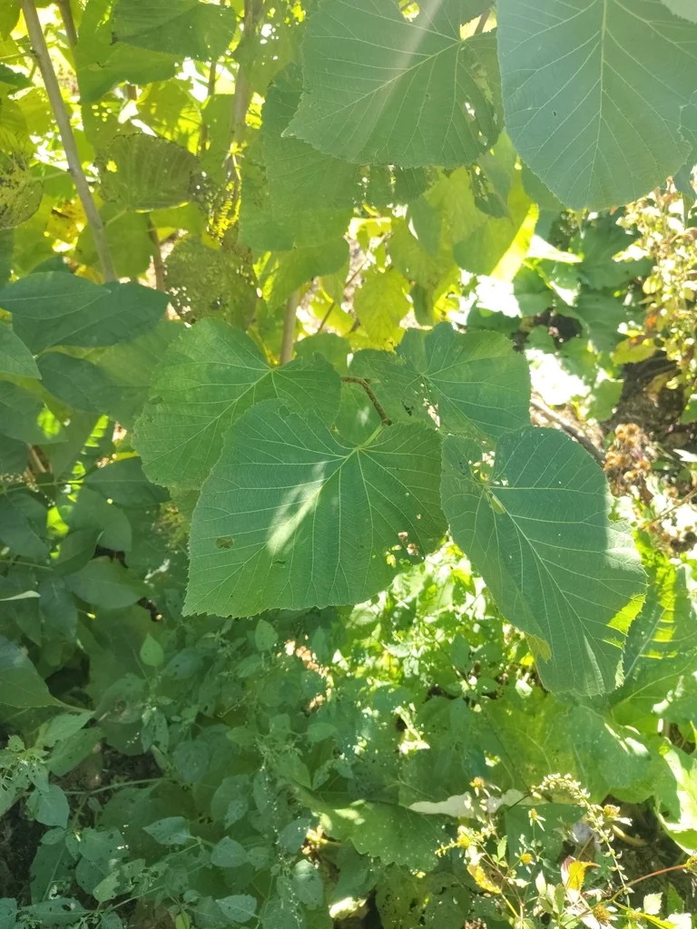 Tilia Americana
