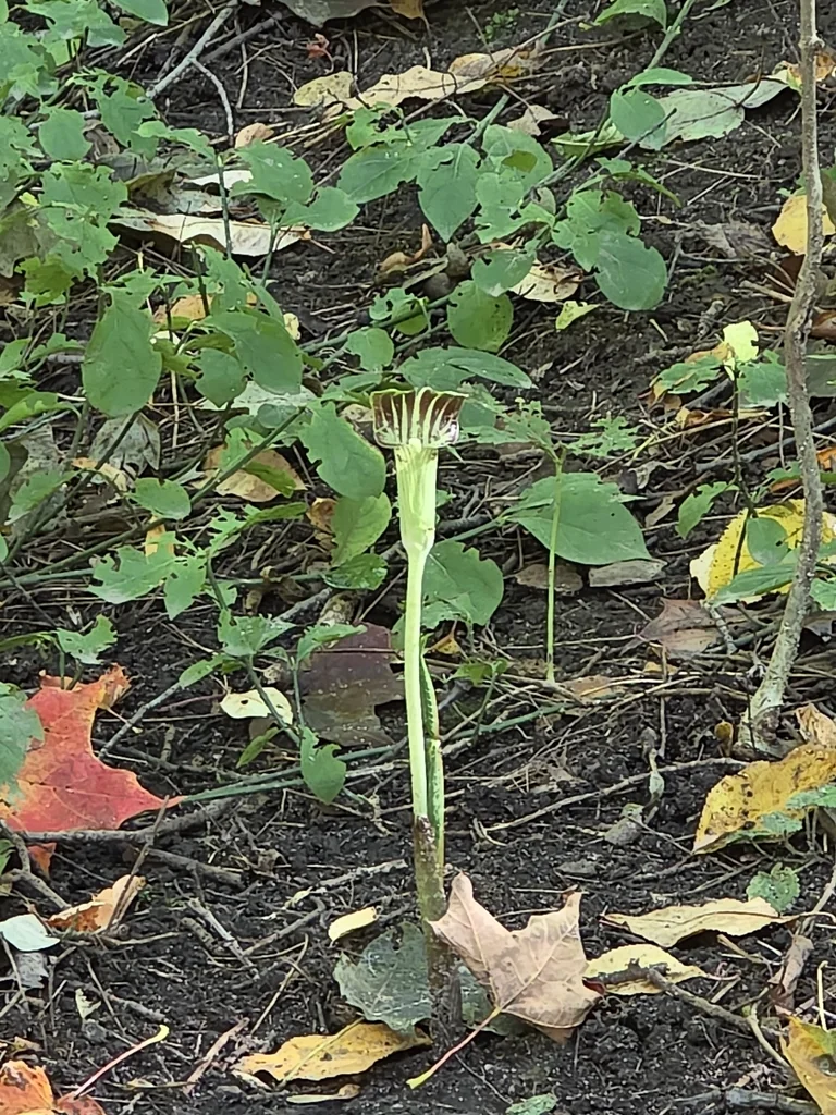 Arisaema Triphyllum