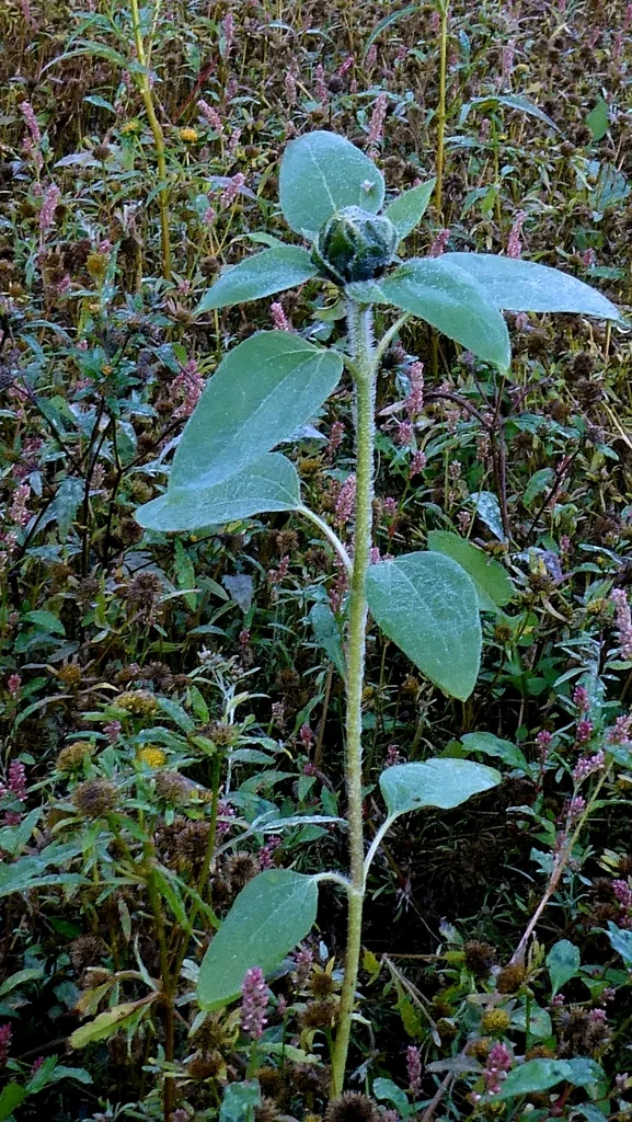 Helianthus Annuus