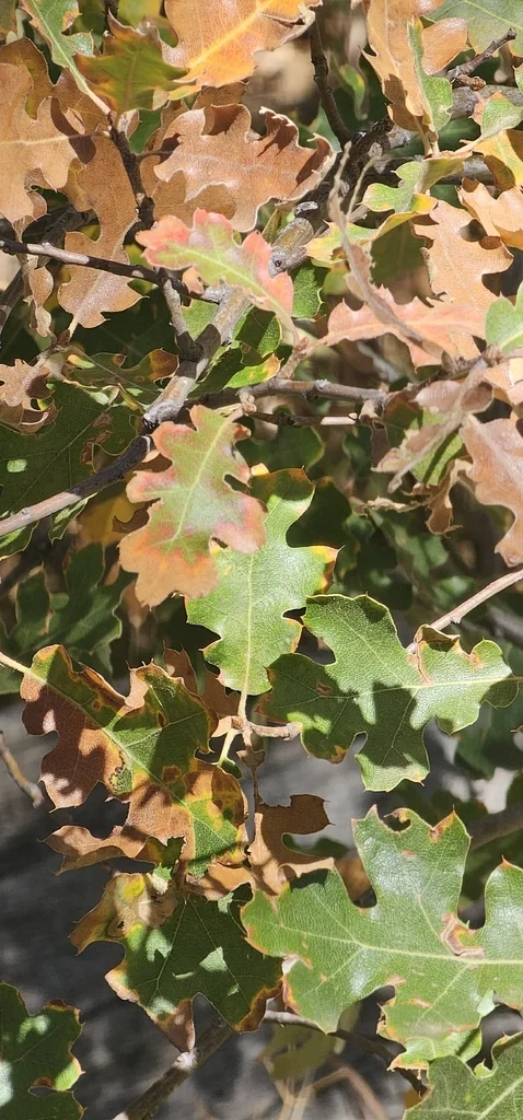 Quercus Kelloggii