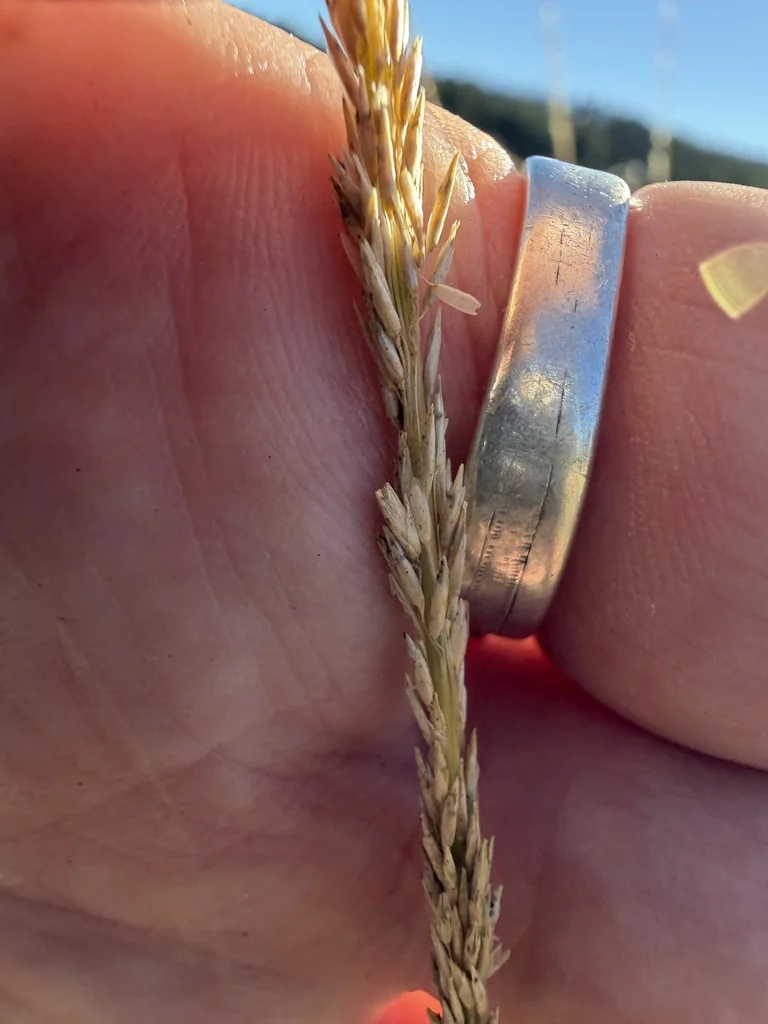 Muhlenbergia Rigens