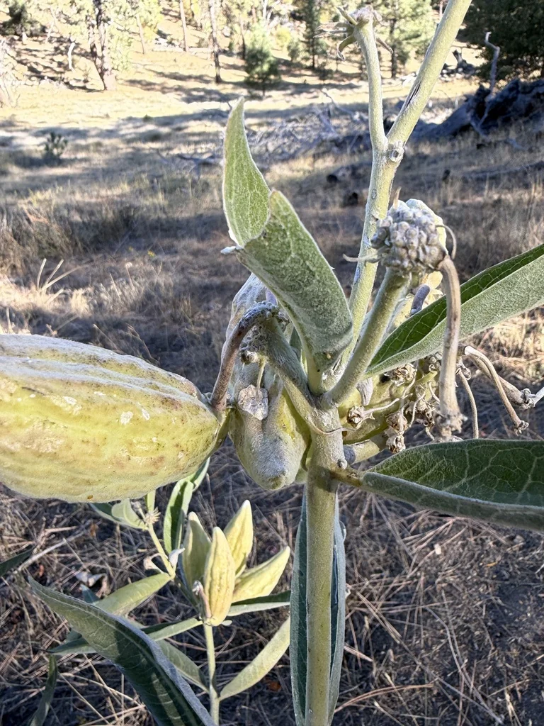 Asclepias Eriocarpa