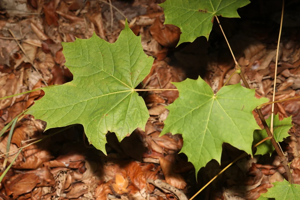 Acer Platanoides