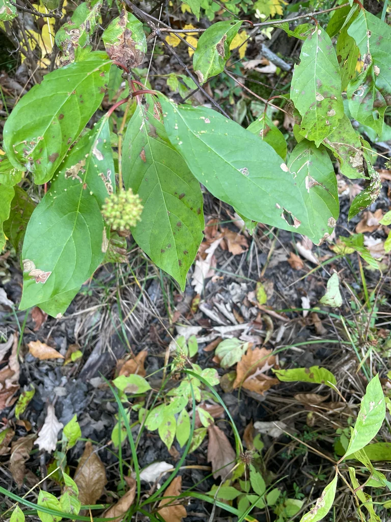 Cephalanthus Occidentalis