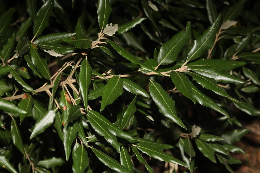 Quercus Ilex