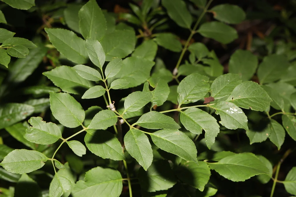 Fraxinus Ornus