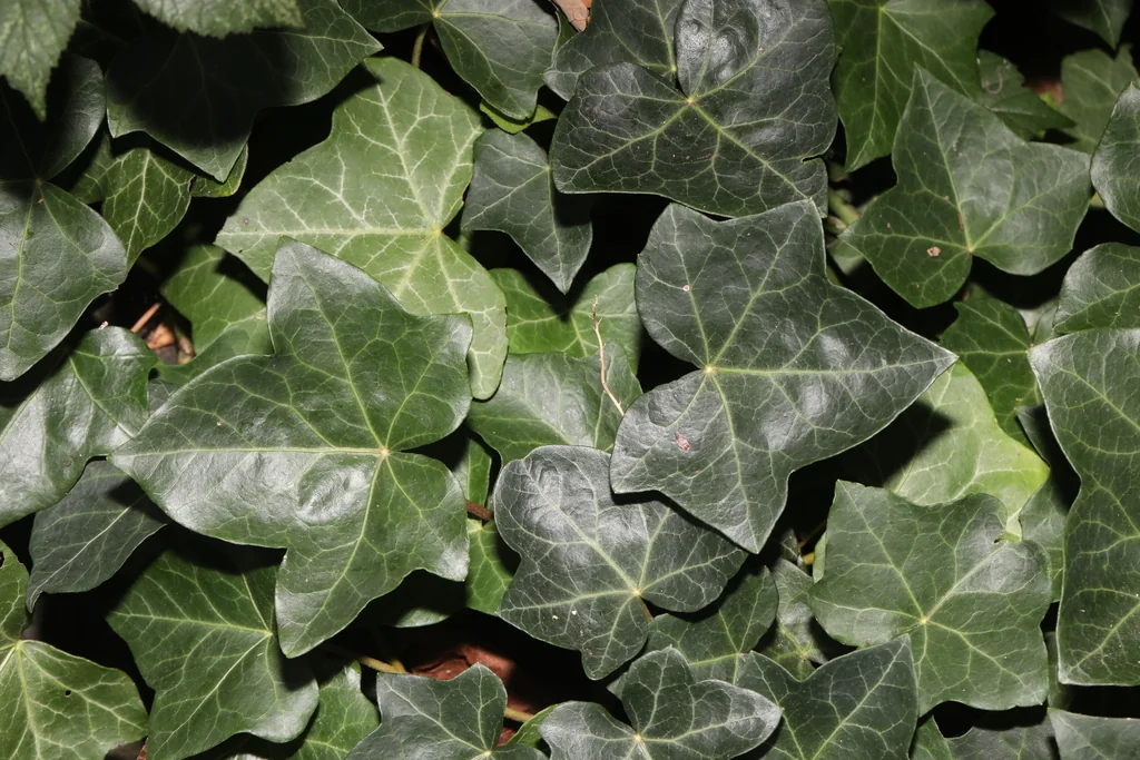 Hedera helix