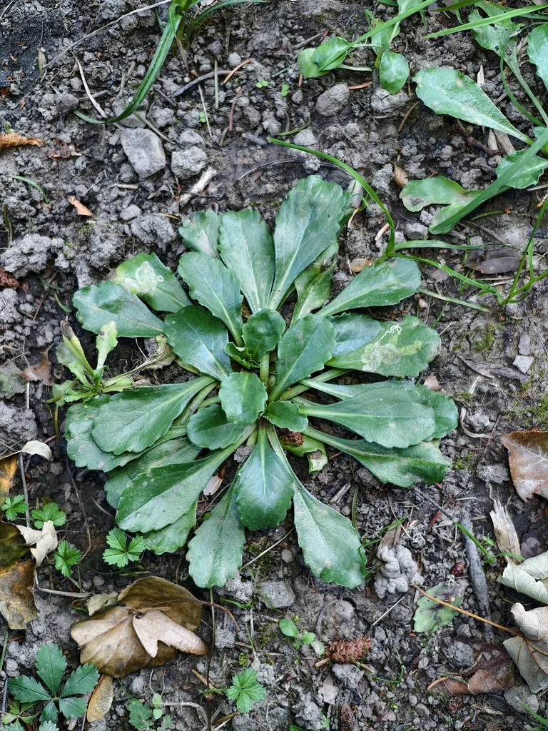 Bellis Perennis