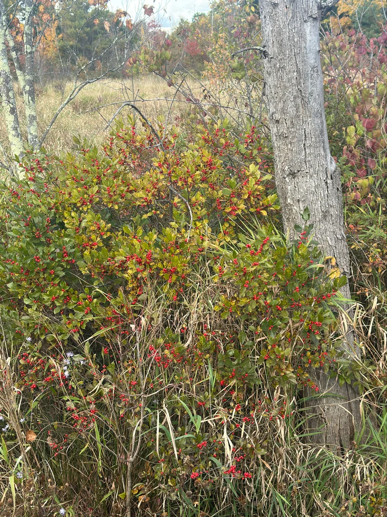 Ilex verticillata