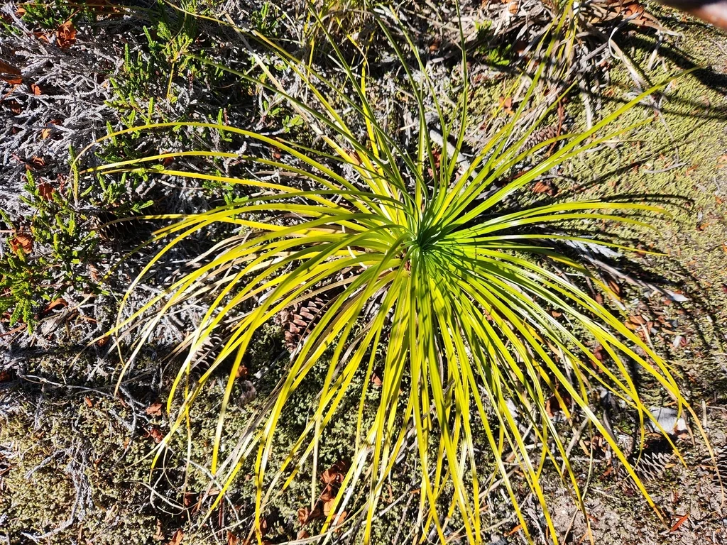 Xerophyllum Tenax