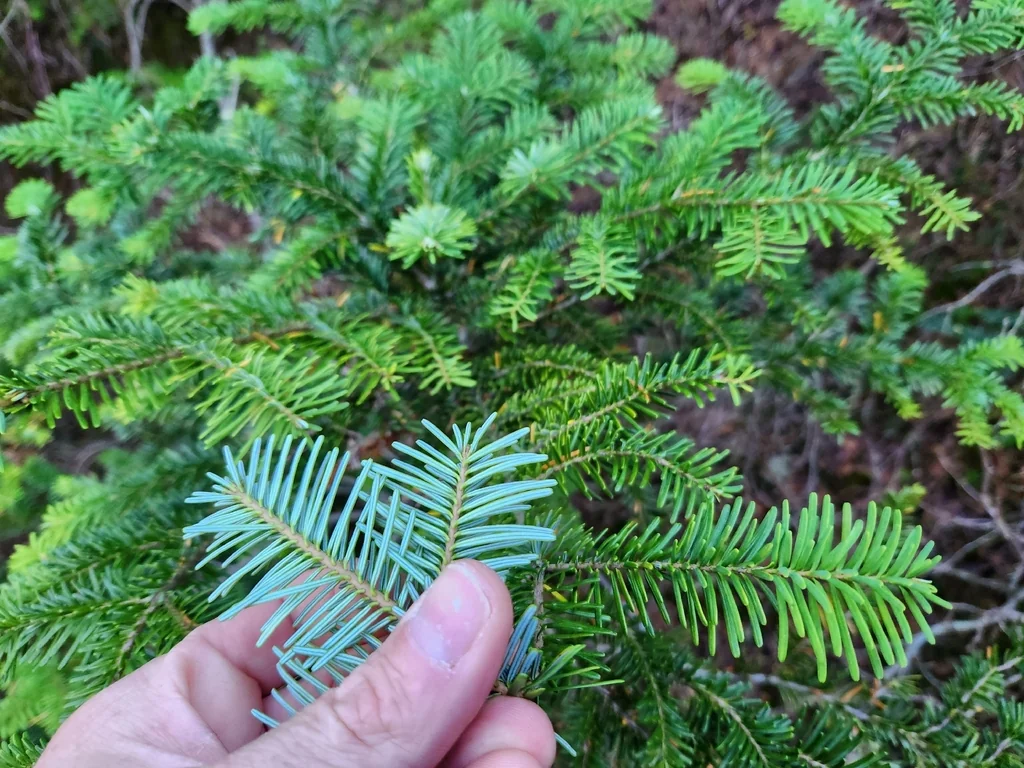Abies Amabilis