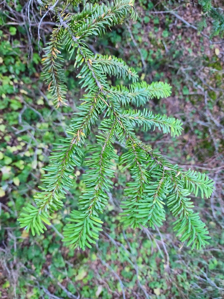 Abies Amabilis