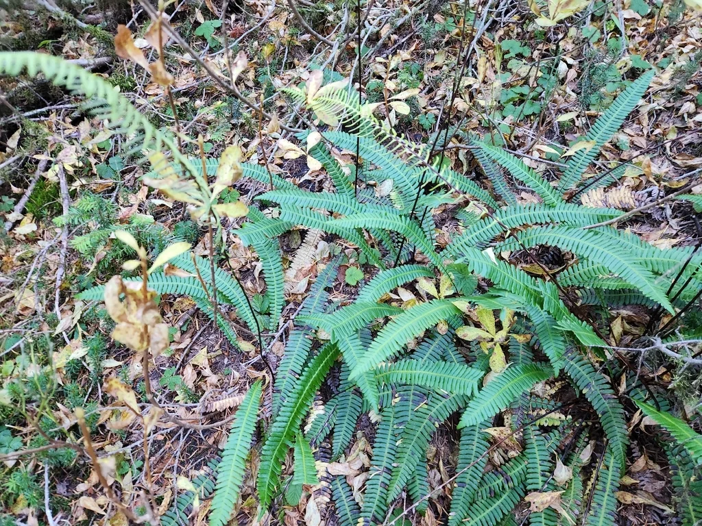 Blechnum Spicant