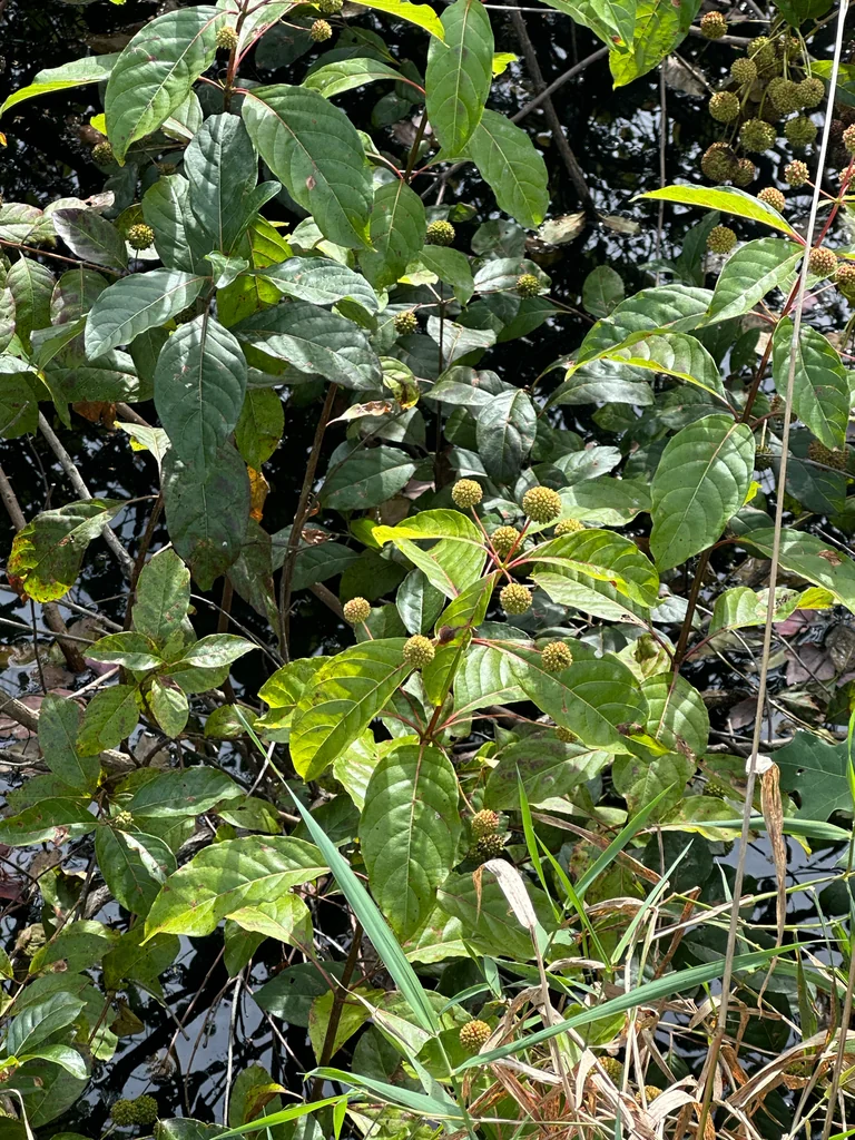 Cephalanthus Occidentalis