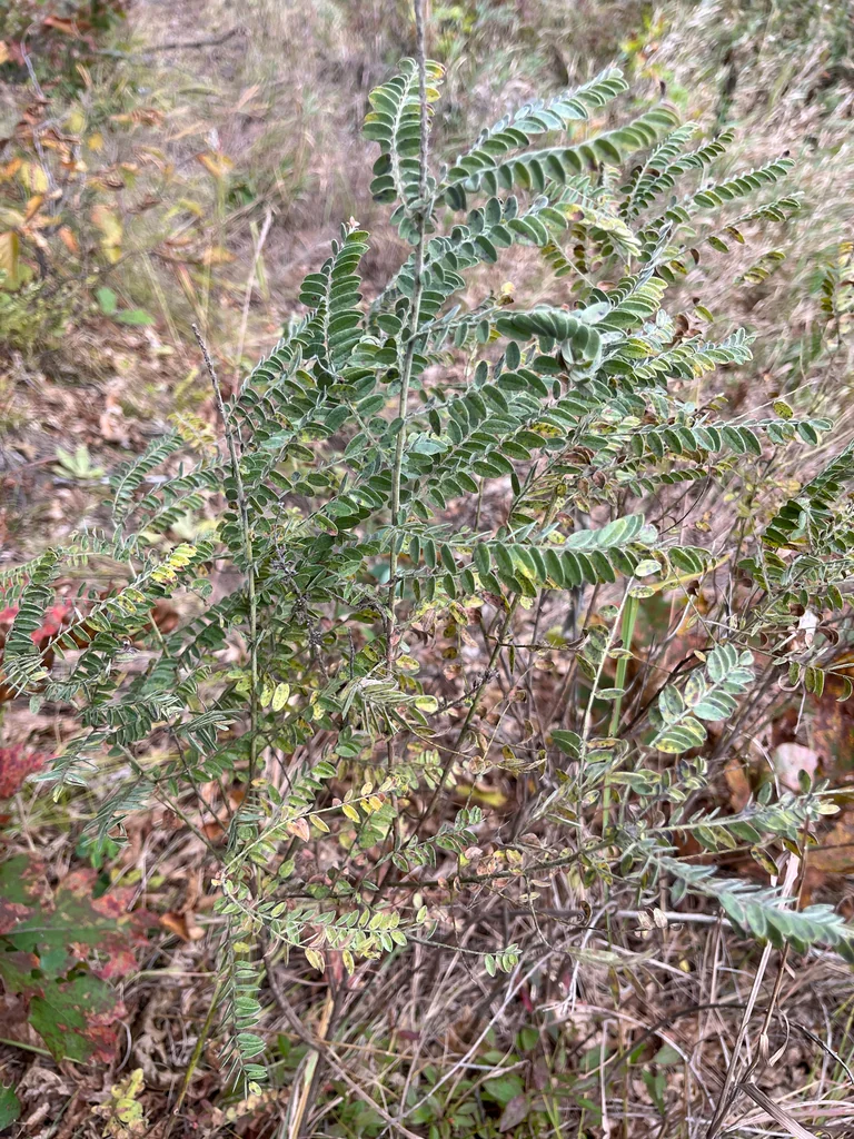 Amorpha Canescens