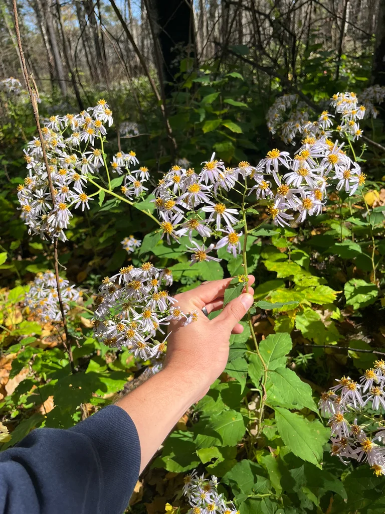 Aster Macrophyllus