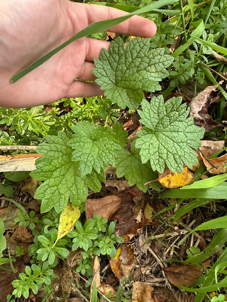 Leonurus Cardiaca