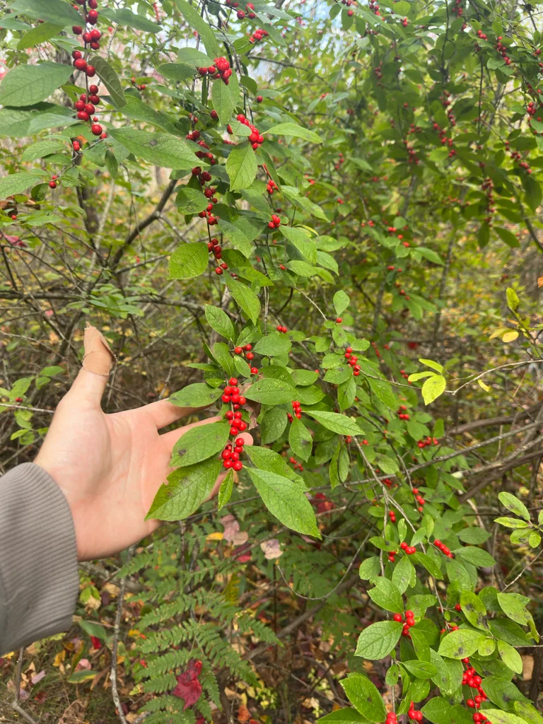 Ilex verticillata