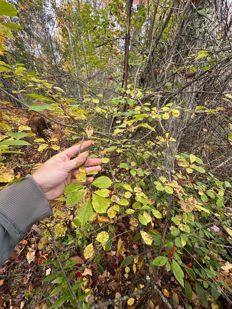 Ilex verticillata