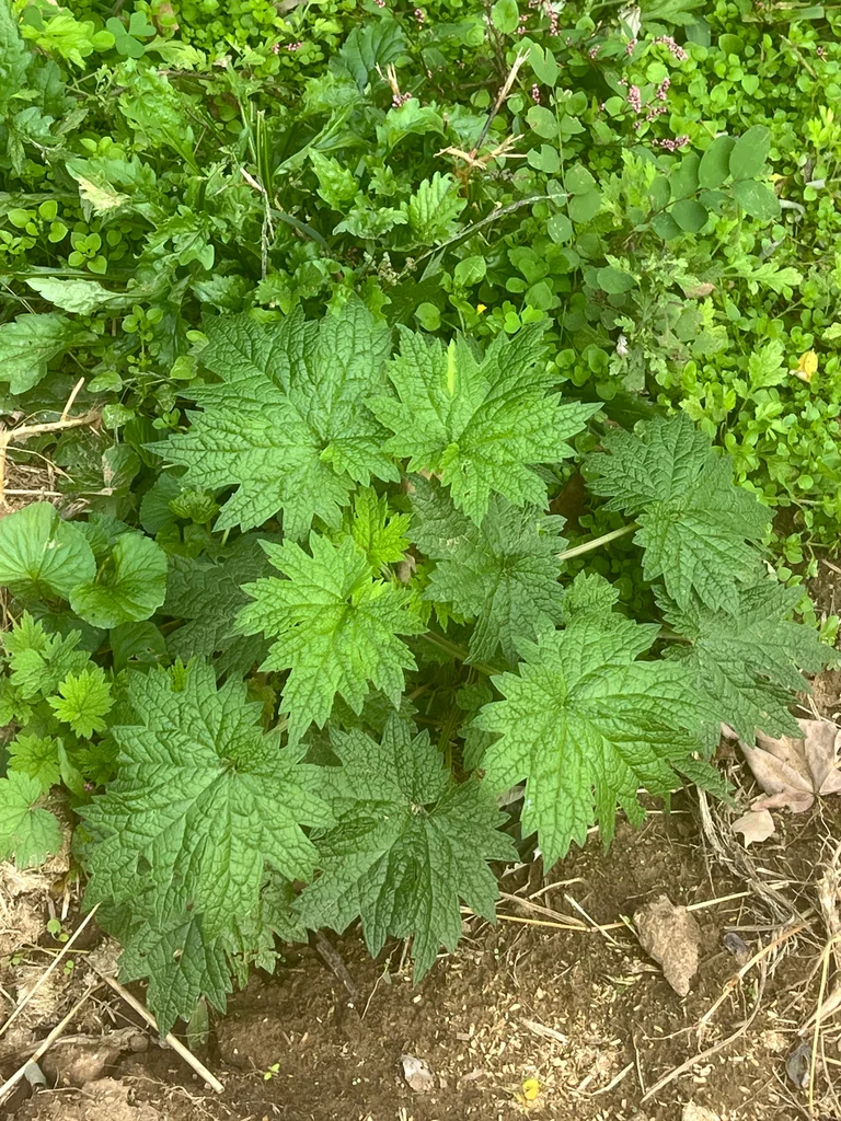 Leonurus Cardiaca
