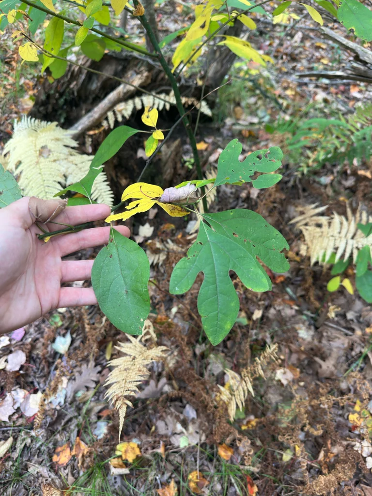 Sassafras Albidum